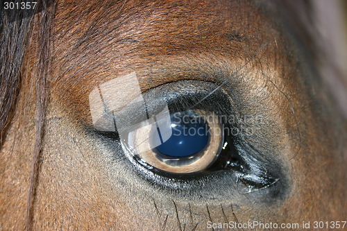 Image of Horse eye