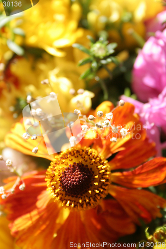 Image of Autumn flowers
