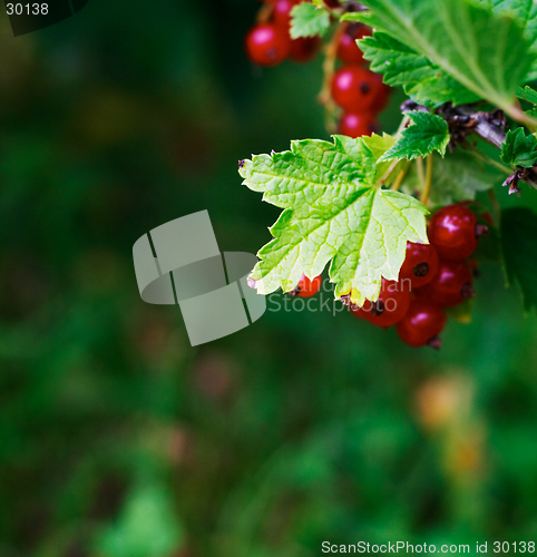 Image of Redcurrant