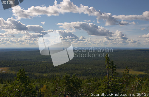 Image of Forest scenery