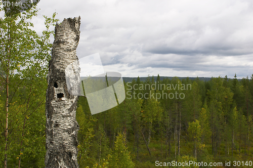 Image of Hollow tree