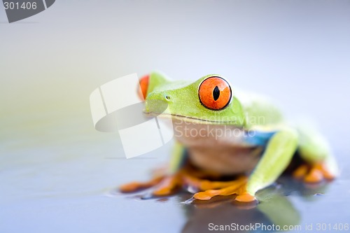 Image of frog on wet metal closeup