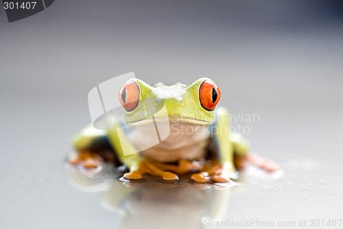 Image of frog closeup
