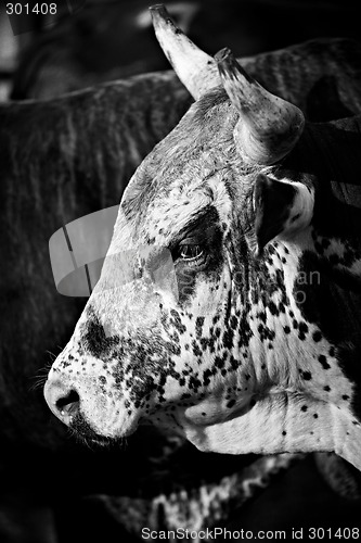 Image of rodeo bull b&w