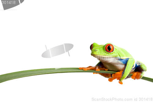 Image of frog on a leaf