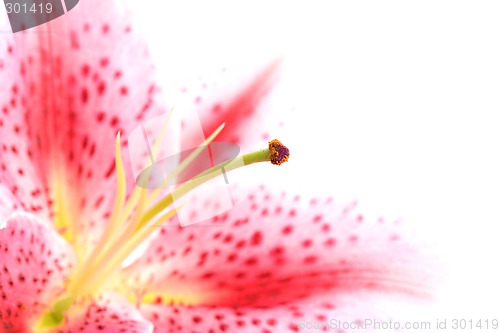 Image of lily macro highkey on white