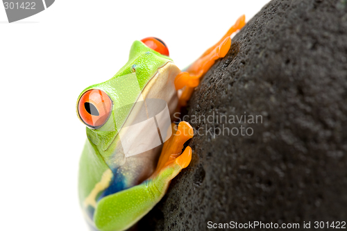 Image of frog on a rock