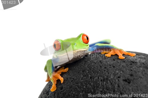 Image of frog on a rock isolated white