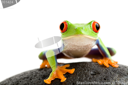 Image of frog on the rocks