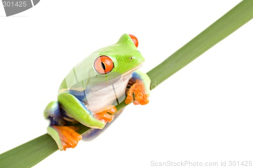 Image of frog on a leaf isolated