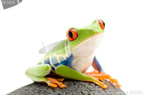 Image of frog on a rock