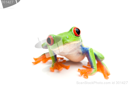 Image of frog closeup on white