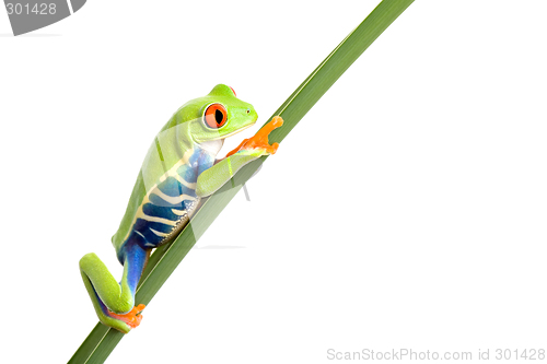 Image of frog on leaf isolated white