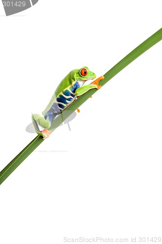 Image of frog climbing up leaf