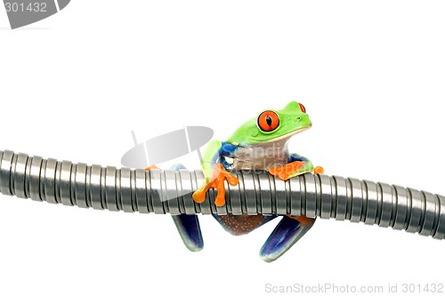 Image of frog on metal isolated