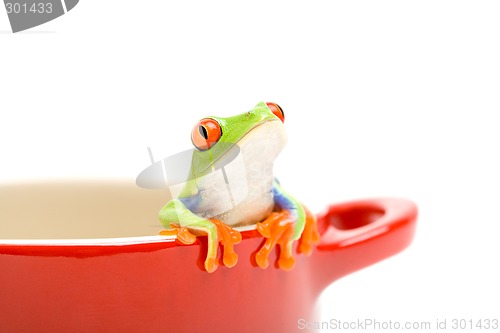 Image of frog looking out of pot