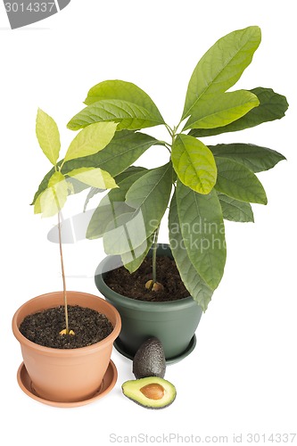 Image of Two avocado plants and fruits