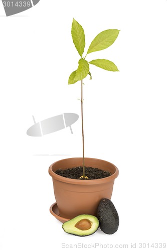 Image of Avocado plants and fruits