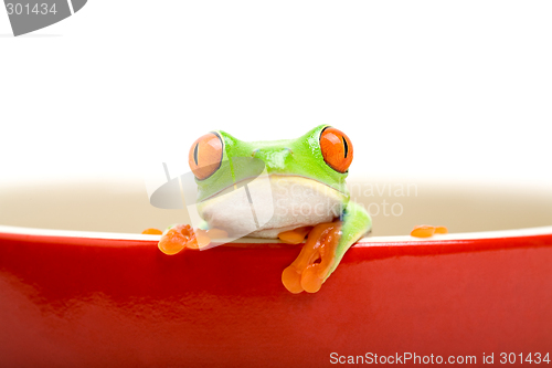 Image of frog in cooking pot isolated on white