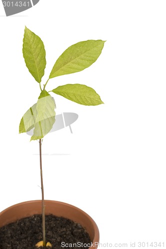 Image of Avocado plant