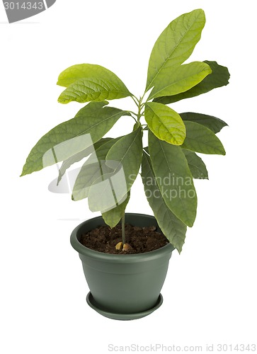 Image of Avocado plant in a pot