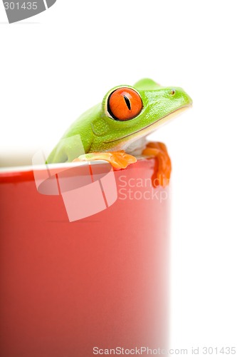 Image of frog looking out of cooking pot