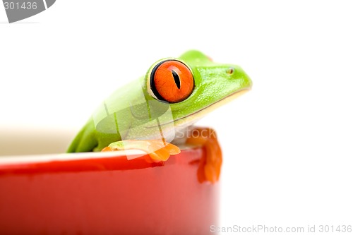 Image of frog in a pot isolated