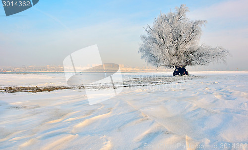 Image of frozen tree on winter field 