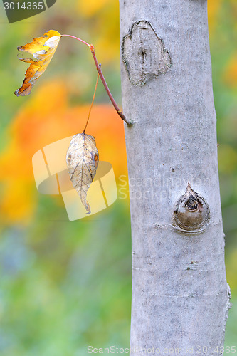 Image of leaves and colors of autumn tree