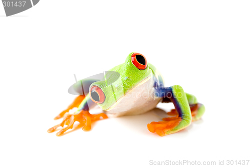 Image of frog is curious