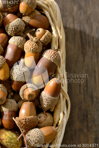 Image of ripe acorns