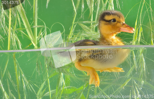 Image of duckling swimming in aquarium