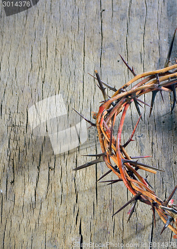 Image of crown of thorns