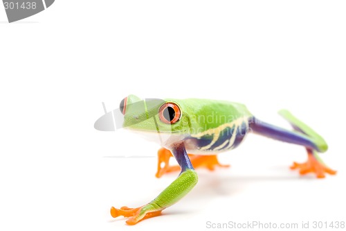 Image of frog isolated on white