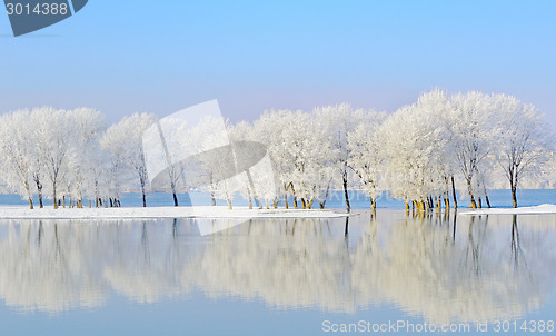 Image of winter trees covered with frost