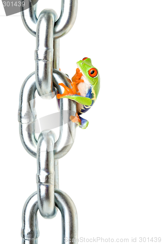 Image of frog pondering on how to get back down