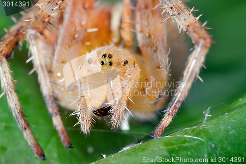 Image of Macro shot of a  spider