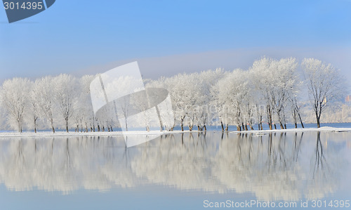 Image of winter trees covered with frost