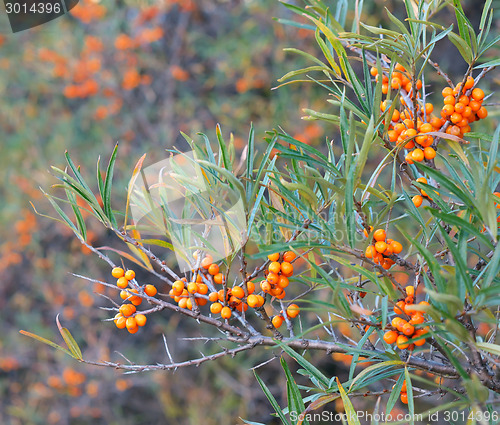 Image of Branch with berries of sea buckthorn