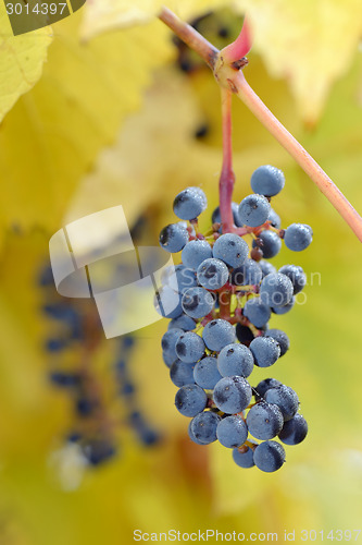 Image of bunch of black grapes