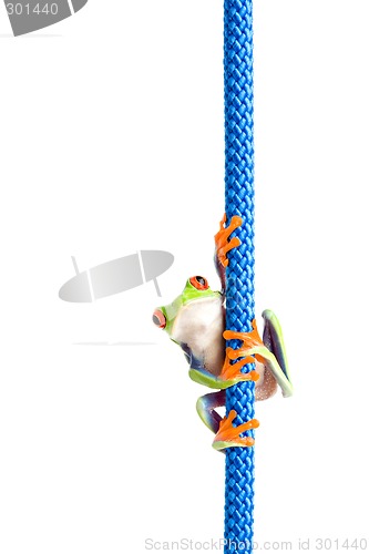 Image of frog on a rope isolated white