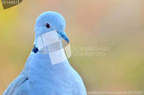 Image of macro pigeon