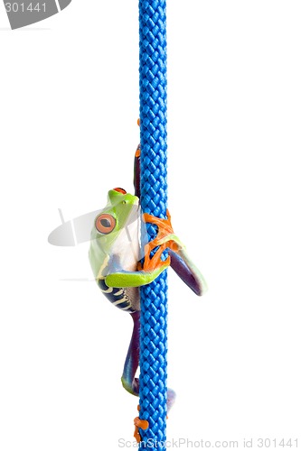 Image of frog climbing rope isolated on white