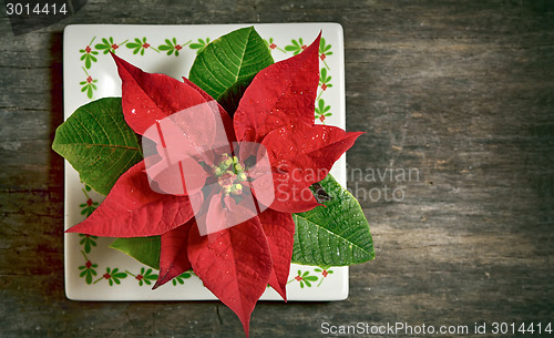 Image of red christmas flower 