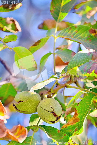 Image of ripe walnut on tree