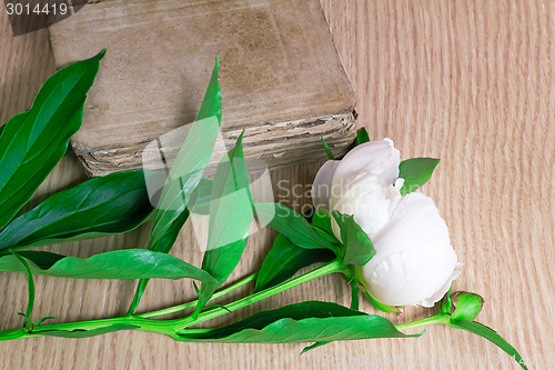 Image of Still life: ancient book and white flower of a peony.