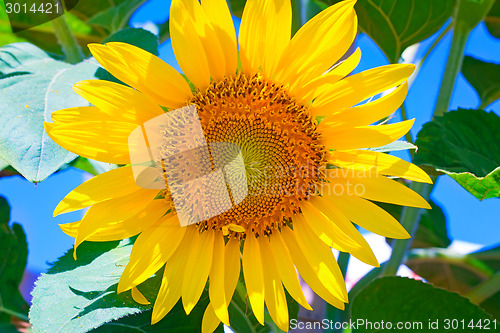 Image of Large flower sunflower with leaves. Presents closeup.