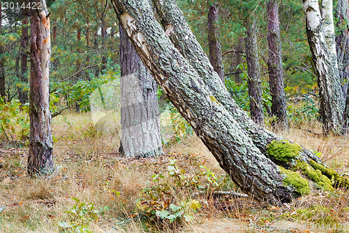 Image of Forest landscape in the early autumn.