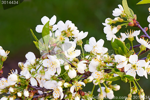 Image of Branch of blossoming cherry against a green garden