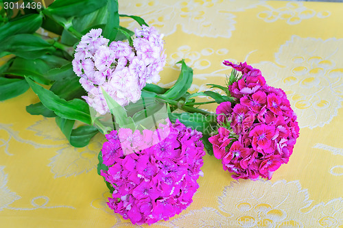 Image of Beautiful bright pink flowers of a carnation. Are presented by a